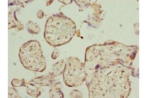 Immunohistochemistry of paraffin-embedded human placenta tissue using ABIN7167503 at dilution of 1:100 (PTPRE 抗体)