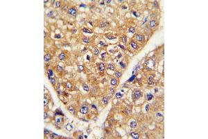 Immunohistochemistry (Paraffin-embedded Sections) (IHC (p)) image for anti-Leucine Rich Repeat Containing 32 (LRRC32) (AA 234-260) antibody (ABIN390588)