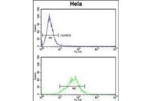 LDHA Antibody (Center) (ABIN653476 and ABIN2842897) flow cytometry analysis of Hela cells (bottom histogram) compared to a negative control cell (top histogram). (Lactate Dehydrogenase A 抗体  (AA 154-182))