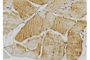 ABIN6267329 at 1/100 staining Mouse muscle tissue by IHC-P. (beta 2 Adrenergic Receptor 抗体  (pSer346))