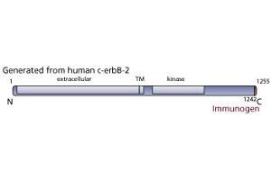 Image no. 1 for anti-Receptor tyrosine-protein kinase erbB-2 (ErbB2/Her2) (AA 1242-1255) antibody (ABIN967459) (ErbB2/Her2 抗体  (AA 1242-1255))