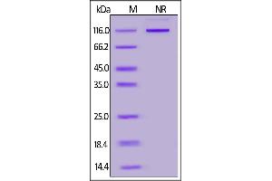 SDS-PAGE (SDS) image for Tumor Necrosis Factor (Ligand) Superfamily, Member 14 (TNFSF14) (AA 74-240) (Active) protein (Fc Tag) (ABIN7013415)