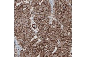 Immunohistochemical staining (Formalin-fixed paraffin-embedded sections) of human heart with LAMB2 monoclonal antibody, clone CL2976  shows strong membranous immunoreactivity in cardiomyocytes. (LAMB2 抗体)