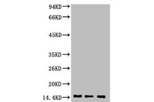 Western blot analysis of 1) Hela, 2) Rat Heart Tissue, 3) Raw264. (Di-Methyl-Histone H3(K9) (H3K9me2) 抗体)