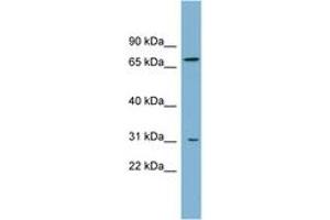 Image no. 1 for anti-ATP-Binding Cassette, Sub-Family D (Ald), Member 3 (ABCD3) (AA 143-192) antibody (ABIN6743192) (PMP70 抗体  (AA 143-192))