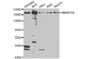 Western Blotting (WB) image for anti-SWI/SNF Related, Matrix Associated, Actin Dependent Regulator of Chromatin, Subfamily A, Member 4 (SMARCA4) (AA 30-130) antibody (ABIN3022959)