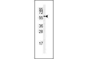 Western blot analysis of anti-MSSK1 Pab (ABIN391784 and ABIN2841641) in  cell lysate. (SRPK3 抗体  (AA 285-315))