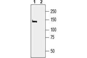 Western Blotting (WB) image for anti-Membrane Associated Guanylate Kinase, WW and PDZ Domain Containing 2 (MAGI2) (AA 1066-1080), (Intracellular) antibody (ABIN7043328)