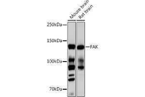 Western blot analysis of extracts of various cell lines, using FAK pAb (ABIN6131637, ABIN6135867, ABIN6135868 and ABIN7101374) at 1:1000 dilution. (FAK 抗体)