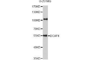 Western blot analysis of extracts of U-251MG cells, using DCAF4 antibody (ABIN6293283) at 1:1000 dilution. (DCAF4 抗体)