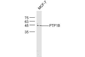 MCF-7 cell lysates probed with Rabbit Anti-PTP1B Polyclonal Antibody, Unconjugated  at 1:500 for 90 min at 37˚C (PTPN1 抗体  (AA 1-100))