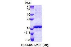 SDS-PAGE (SDS) image for Polymerase (RNA) II (DNA Directed) Polypeptide D (POLR2D) (AA 1-142) protein (His tag) (ABIN5853161)