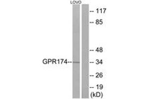Western blot analysis of extracts from LOVO cells, using GPR174 Antibody.