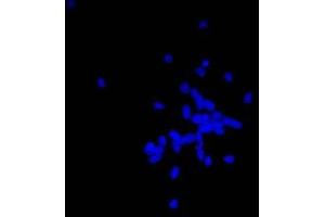 Immunofluorescence (IF) image for anti-Nestin (NES) antibody (ABIN2452056)