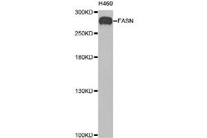 Western blot analysis of extracts of H460 cells, using FASN antibody. (Fatty Acid Synthase 抗体)