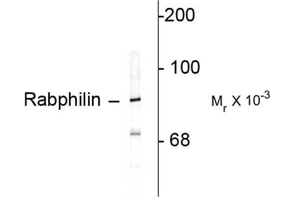 RPH3A 抗体  (C-Term)