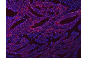 IF analysis of NLRX1 using anti-NLRX1 antibody (ABIN7602716).