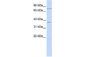 ZNF264 antibody used at 0. (ZNF264 抗体  (N-Term))