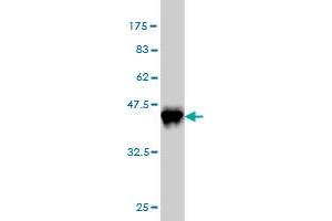 Western Blotting (WB) image for anti-cAMP Responsive Element Binding Protein 1 (CREB1) (AA 1-95) antibody (ABIN560461)
