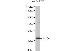 Western blot analysis of extracts of mouse liver, using JMJD6 antibody. (JMJD6 抗体)