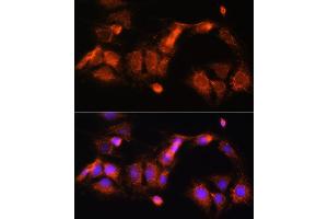 Immunofluorescence analysis of C6 cells using GCSH Rabbit pAb (ABIN6127983, ABIN6141032, ABIN6141033 and ABIN6217784) at dilution of 1:100 (40x lens). (GCSH 抗体  (AA 1-173))