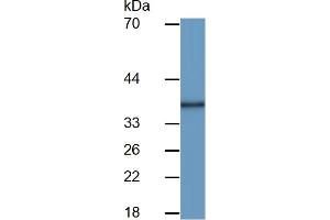 Western Blotting (WB) image for Thrombopoietin (THPO) ELISA Kit (ABIN6730885)