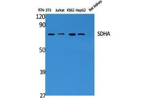 Western Blot (WB) analysis of specific cells using SDHA Polyclonal Antibody. (SDHA 抗体  (C-Term))