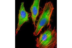 Immunofluorescent analysis of 4 % paraformaldehyde-fixed, 0. (Proteoglycan 4 抗体  (AA 176-210))