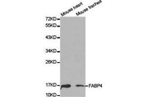 Western Blotting (WB) image for anti-Fatty Acid Binding Protein 4, Adipocyte (FABP4) antibody (ABIN1872636) (FABP4 抗体)