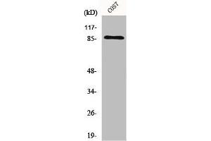 Western Blot analysis of COS7 cells using Ku-80 Polyclonal Antibody (XRCC5 抗体  (C-Term))