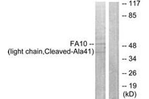 Western blot analysis of extracts from A549 cells, treated with etoposide 24uM 24h, using FA10 (light chain,Cleaved-Ala41) Antibody. (Coagulation Factor X 抗体  (Cleaved-Ala41))
