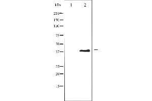 Western blot analysis of AurB phosphorylation expression in Nocodazole treated COS7 whole cell lysates,The lane on the left is treated with the antigen-specific peptide. (Aurora Kinase B 抗体  (pThr232))