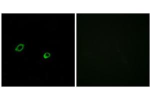 Immunofluorescence analysis of MCF-7 cells, using OR10AG1 antibody. (OR10AG1 抗体  (C-Term))