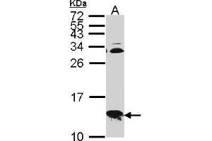 WB Image Sample (30 ug of whole cell lysate) A: Hep G2 , 15% SDS PAGE COX6B1 antibody antibody diluted at 1:1000 (COX6B1 抗体  (C-Term))