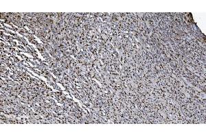 IHC analysis of SAMHD1 using anti-SAMHD1 antibody (ABIN7601514).