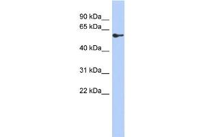 WB Suggested Anti-ZNF165 Antibody Titration:  0. (ZNF165 抗体  (Middle Region))