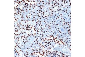 Immunohistochemistry of paraffin-embedded mouse kidney using Histone H4 Rabbit mAb (ABIN7267706) at dilution of 1:100 (40x lens). (HIST4H4 抗体)
