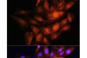 Immunofluorescence analysis of H9C2 cells using YWHAE Polyclonal Antibody at dilution of 1:100. (YWHAE 抗体)