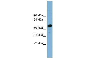 WB Suggested Anti-LANCL2 Antibody Titration: 0.