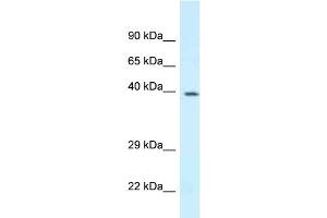 WB Suggested Anti-Dpf3 Antibody Titration: 1. (DPF3 抗体  (N-Term))