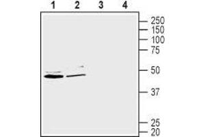 Western blot analysis of human Caco-2 colorectal adenocarcinoma cell line lysate (lanes 1 and 3) and human HepG2 liver hepatocellular carcinoma cell lysate (lanes 2 and 4): - 1-2. (SLC2A2 抗体  (C-Term, Intracellular))