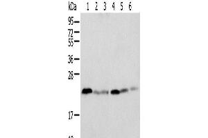 Western blot analysis of K-562 cell Human placenta tissue Mouse adrenal gland tissue HT-29 cell NIH/3T3 cell Rat lung tissue using SPCS2 Polyclonal Antibody at dilution of 1:500 (SPCS2 抗体)