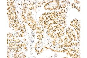 Immunohistochemistry (IHC) image for anti-Dpy-30 Homolog (DPY30) (AA 1-50) antibody (ABIN7453464) (DPY30 抗体  (AA 1-50))