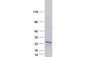 Western Blotting (WB) image for BCL2-Associated X Protein (BAX) protein (Myc-DYKDDDDK Tag) (ABIN2715165)