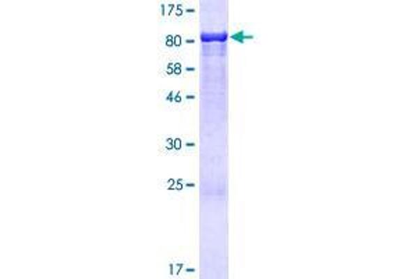 ANKS3 Protein (AA 1-527) (GST tag)