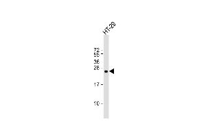 Anti-RRAS Antibody (Center) at 1:1000 dilution + HT-29 whole cell lysate Lysates/proteins at 20 μg per lane. (R-Ras 抗体  (AA 91-123))