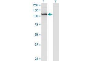 Western Blot analysis of PCDHA7 expression in transfected 293T cell line by PCDHA7 monoclonal antibody (M10), clone 4G3. (PCDHA7 抗体  (AA 143-241))