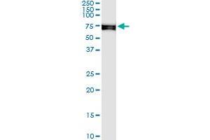 Immunoprecipitation of SNX33 transfected lysate using anti-SNX33 MaxPab rabbit polyclonal antibody and Protein A Magnetic Bead , and immunoblotted with SH3PX3 purified MaxPab mouse polyclonal antibody (B01P) . (SNX33 抗体  (AA 1-574))