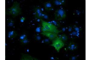 Anti-DYNC1LI1 mouse monoclonal antibody (ABIN2452970) immunofluorescent staining of COS7 cells transiently transfected by pCMV6-ENTRY DYNC1LI1 (RC222010). (DYNC1LI1 抗体)