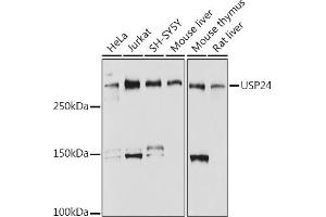 Western blot analysis of extracts of various cell lines, using USP24 antibody (ABIN7271154) at 1:1000 dilution. (USP24 抗体)